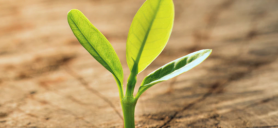 Sustainability