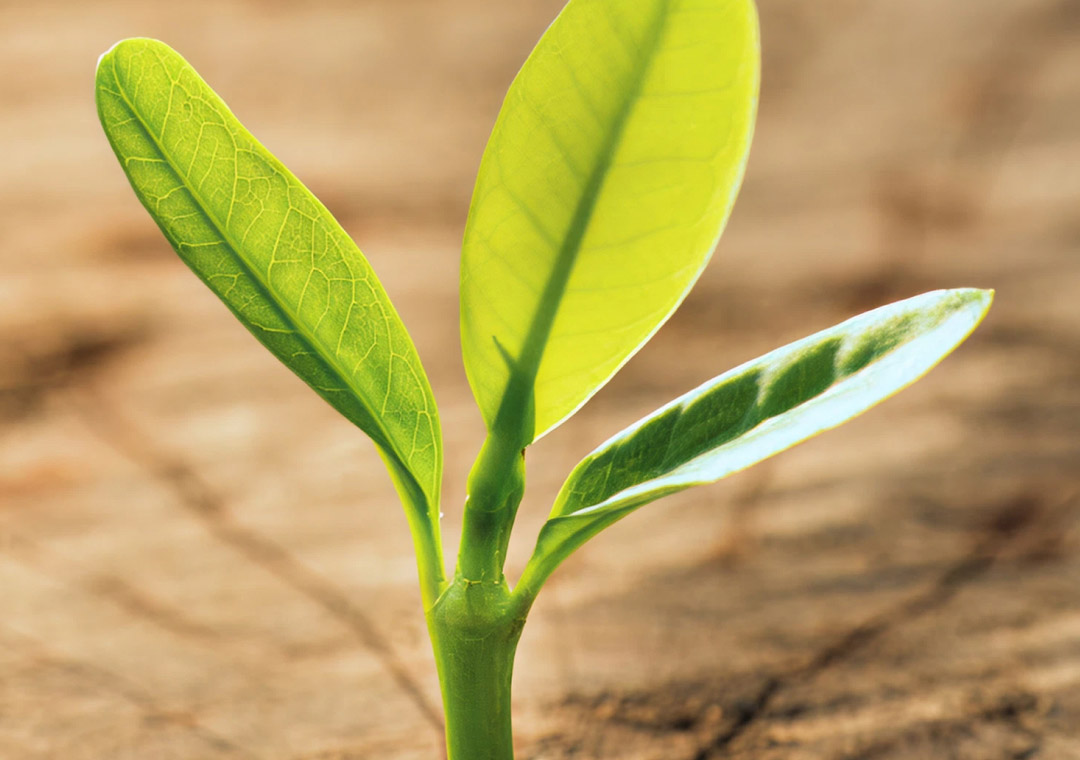 Our commitment to sustainability