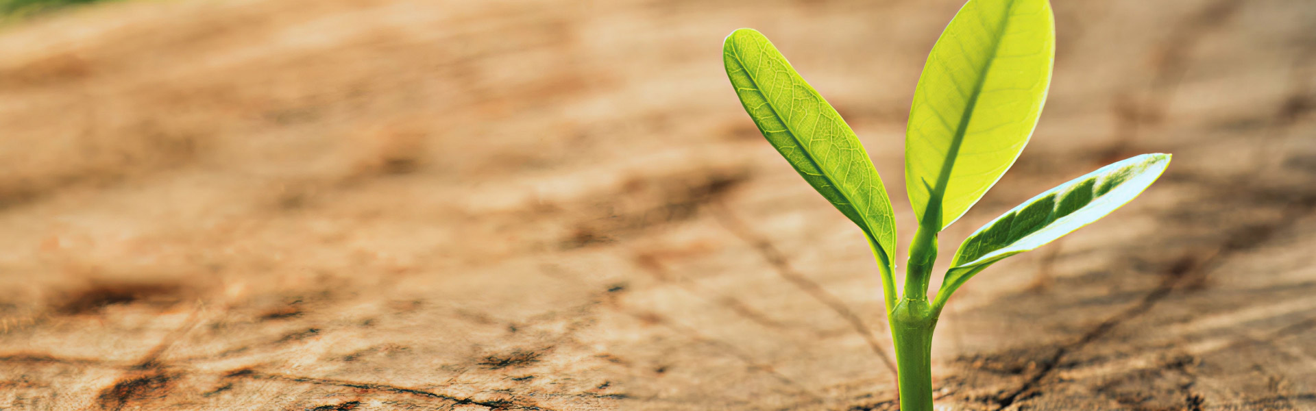 Our commitment to sustainability